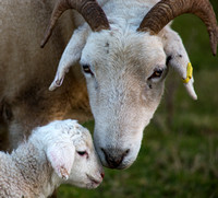Ewe and  lamb-1