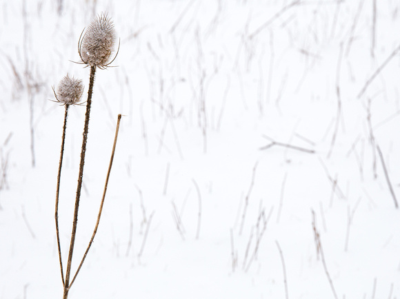 Teasel in snow-1