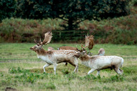 Deer stalking at Bradgate Park